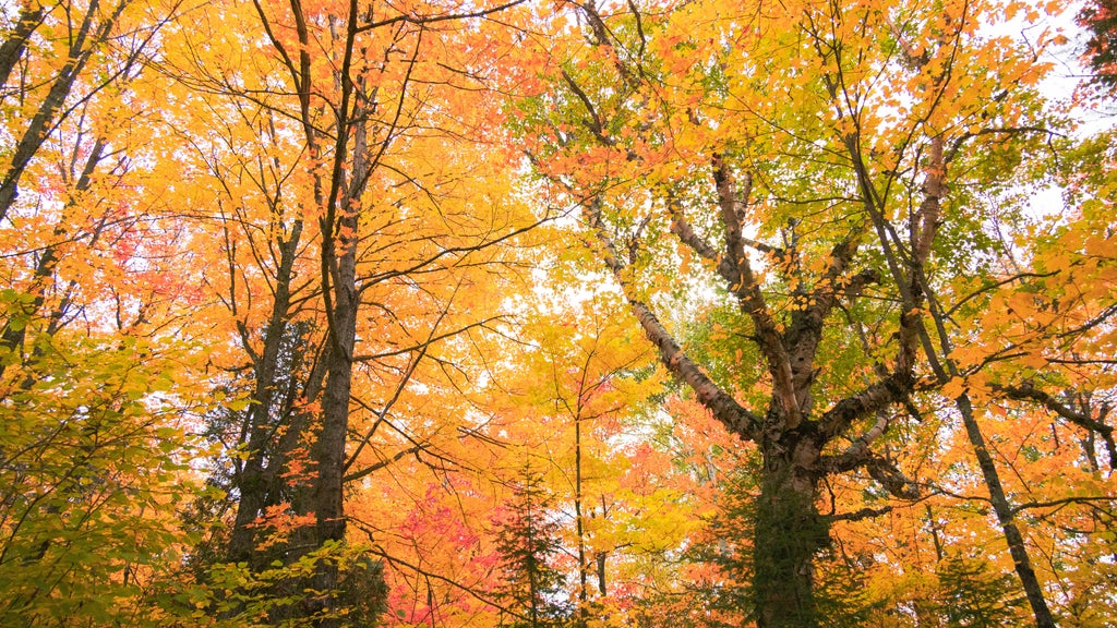 Summerlike weekend on tap in Twin Cities; fall returns early next week — WCCO / CBS Minnesota, Plymouth Community news