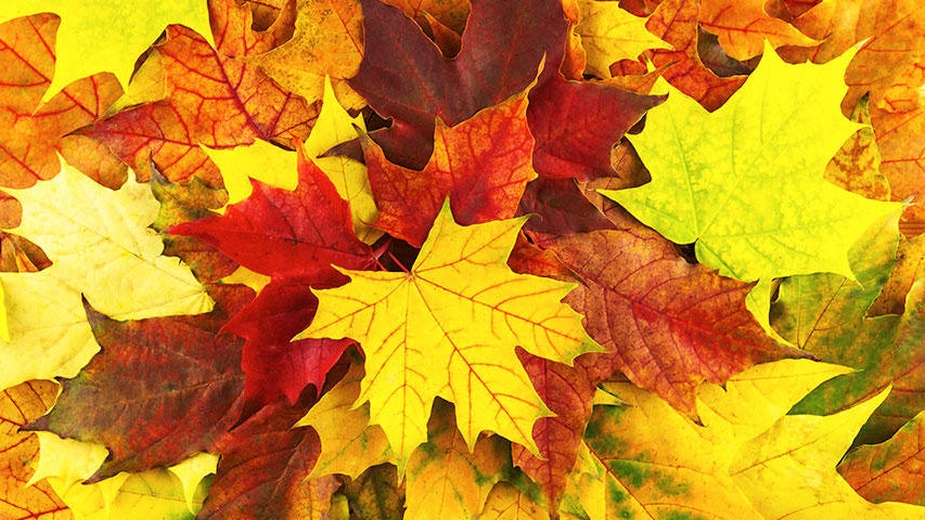 Cooler, quieter fall weather returns Tuesday in the Twin Cities — WCCO / CBS Minnesota, Plymouth Community news