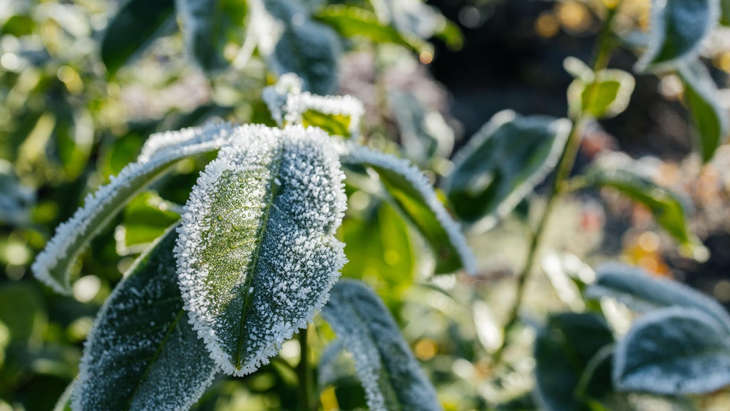 The first frost of the season is expected Saturday. Here's how to prepare your garden — WCCO / CBS Minnesota, Plymouth Sports news