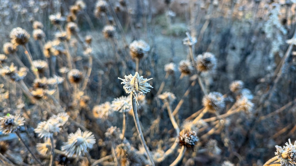 Breezy winds bring cool air to Minnesota, with first frost possible in the metro Friday night — WCCO / CBS Minnesota, Plymouth Sports news
