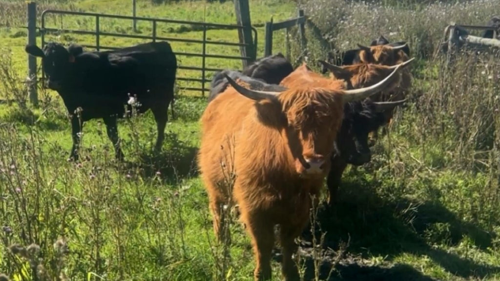 Minnesota farmer calls for thief to return nearly a dozen cows: "You're going to go to jail" — WCCO / CBS Minnesota, Plymouth Community news