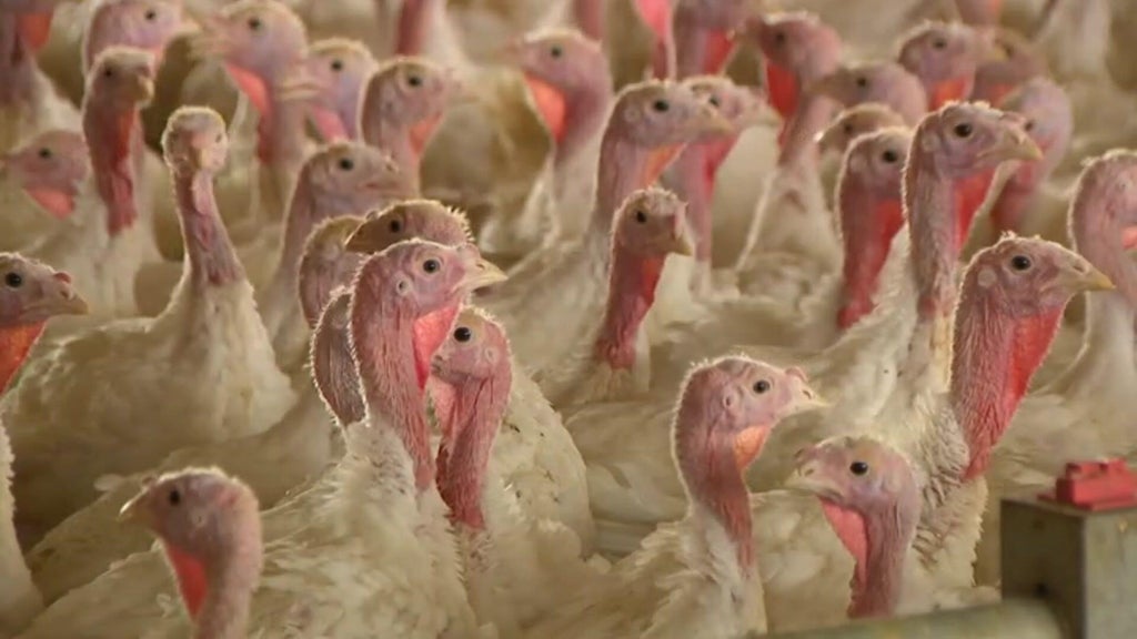 Bird flu confirmed in Barron County, Wisconsin, commercial poultry flock — WCCO / CBS Minnesota, Plymouth Real Estate news