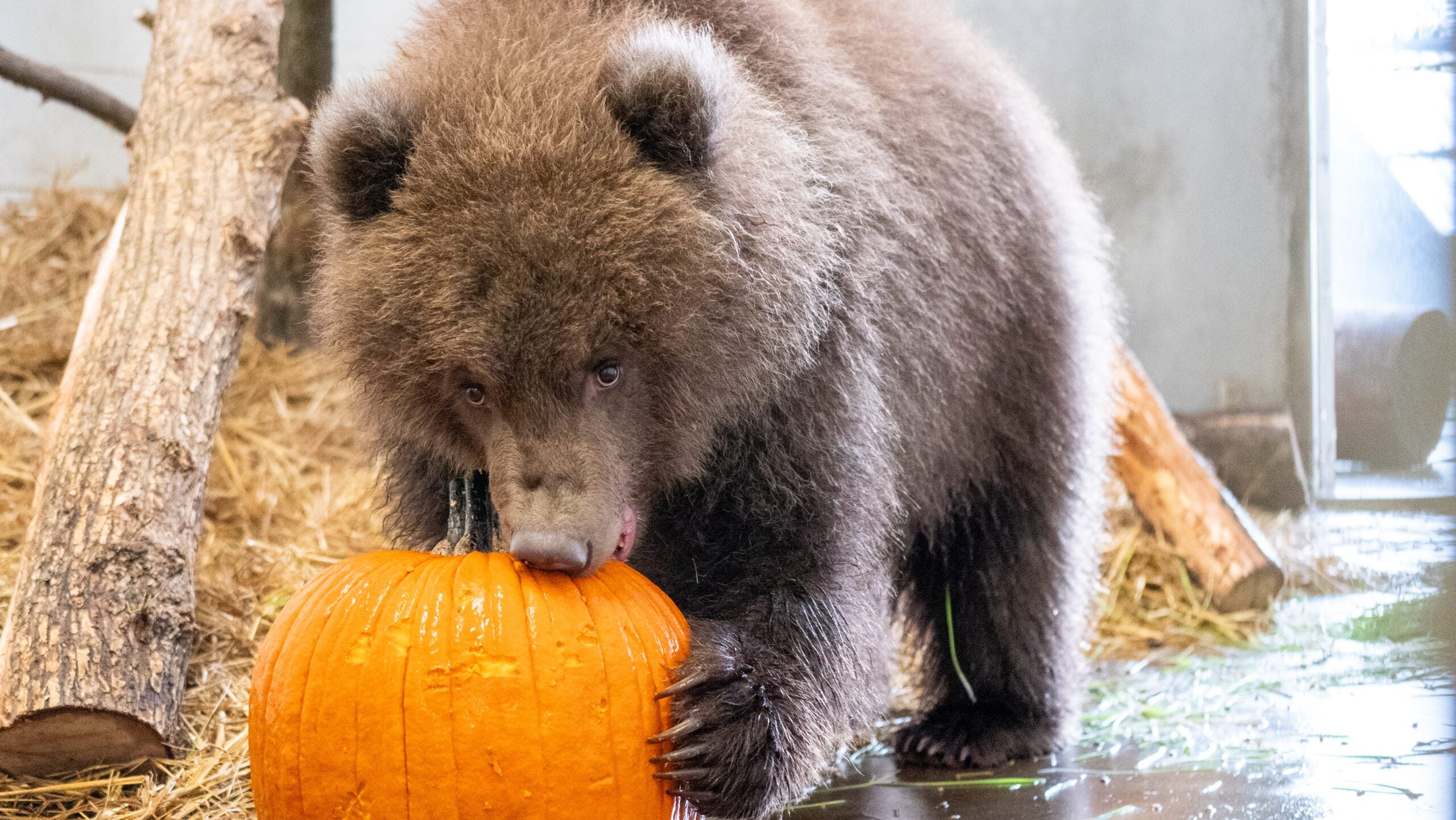Minnesota Zoo welcomes 3 orphaned brown bear cubs rescued from Alaska — Plymouth Health news
