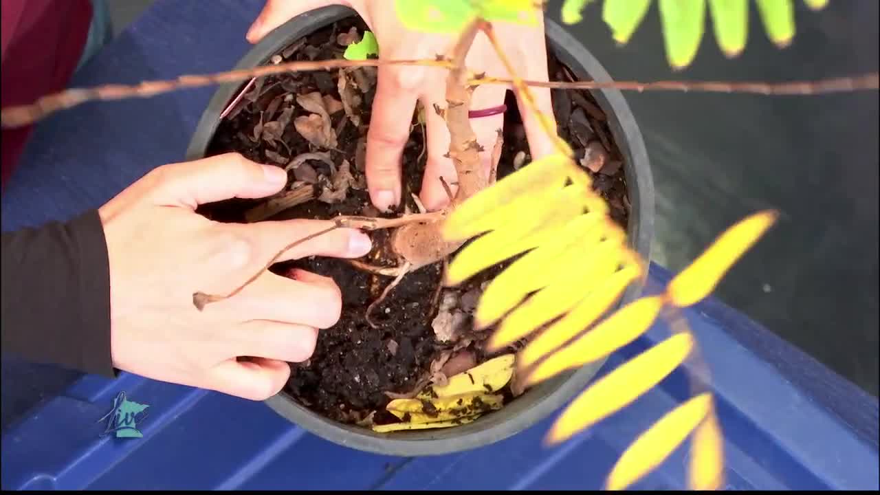 Tips for Planting Trees — KSTP 5, Plymouth Community news