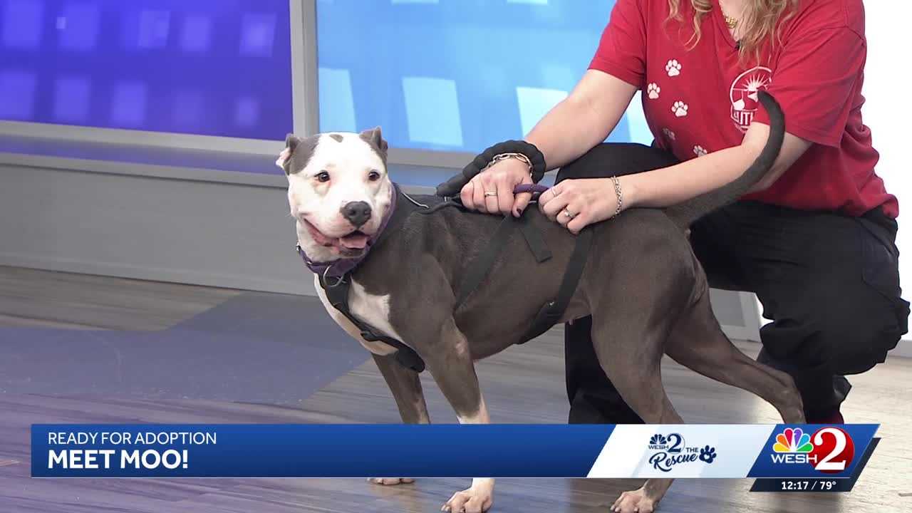 Moo at Southeast Volusia Humane Society is looking for a home — WESH 2 Orlando, Plymouth Community news