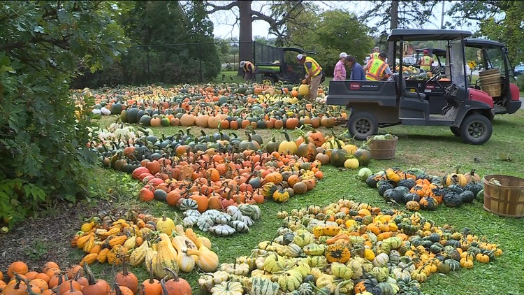 Pumpkin 101: Best to cook, carve & display — KARE 11 Local, Plymouth Community news