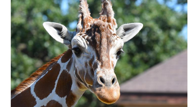 Como Zoo mourns loss of beloved giraffe, 'Skeeter' — Plymouth Community news