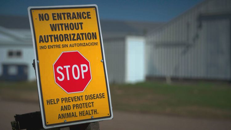 Avian Influenza cases continue to affect farms across Minnesota, Wisconsin — KARE 11 Local
