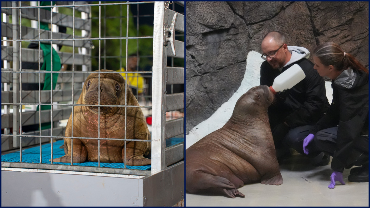 Orphaned baby walrus in Alaska flown 4,800 miles to new home in Florida — FOX 9, Plymouth Community news
