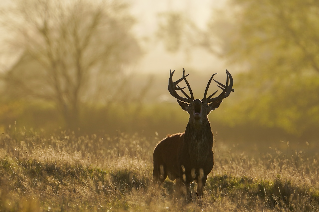 Deer-related crashes spike in the fall. Here's why. — FOX 9, Plymouth Sports news
