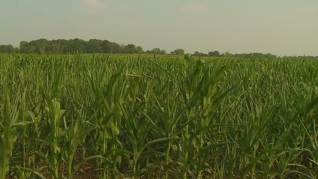 Minneapolis woman charged with swindling Minnesota farm grant — FOX 9, Plymouth Community news