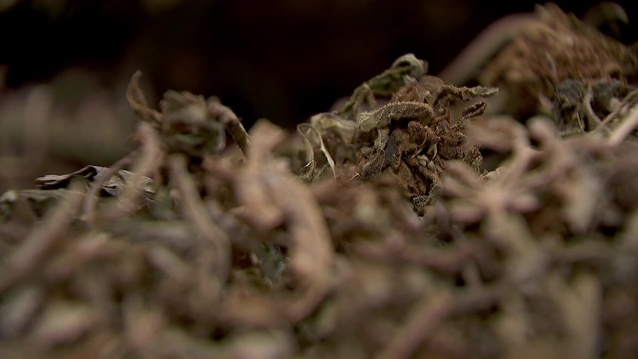 Hemp THC deadline hits $200 million industry, leads to layoffs, but liquor stores may maintain — FOX 9, Plymouth Business news