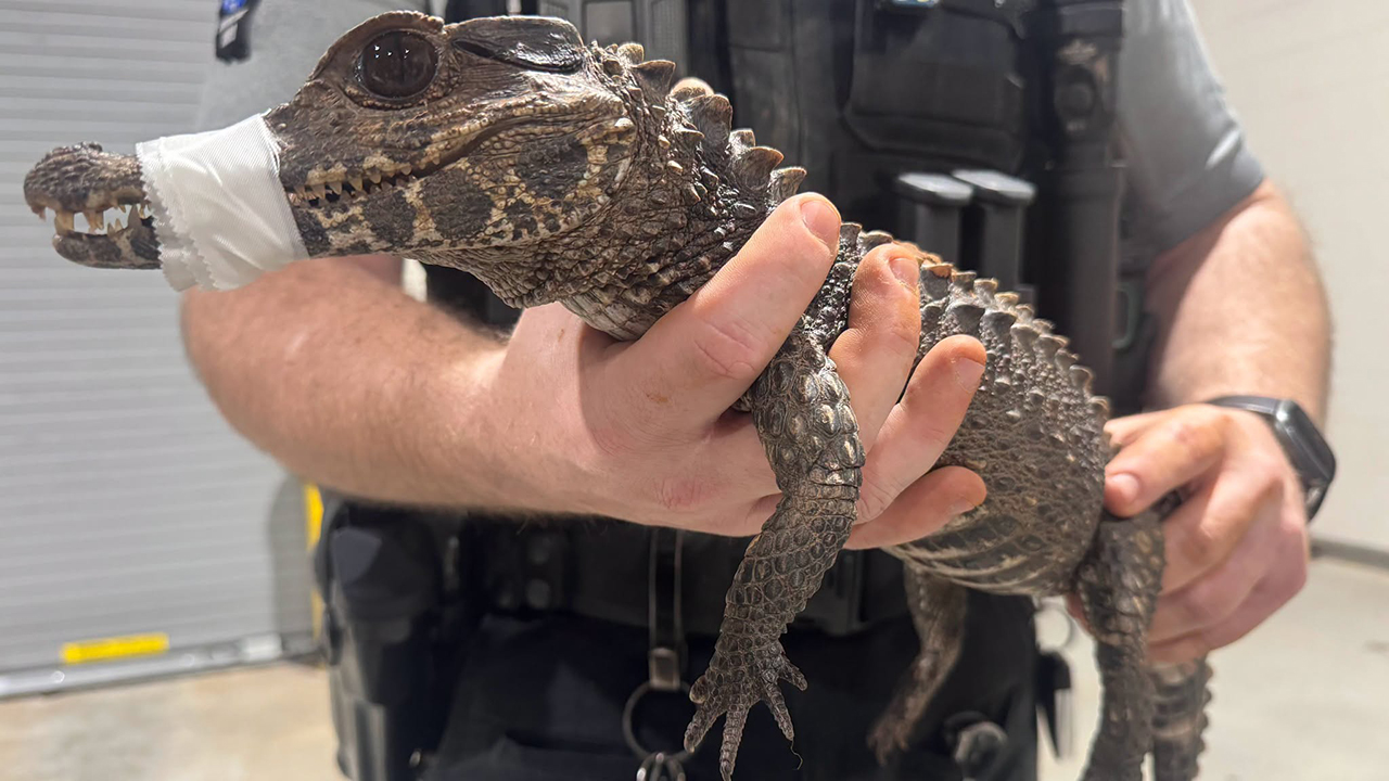 Watch: Deputies in Oklahoma capture escaped caiman after months on the loose — FOX 9, Plymouth Community news
